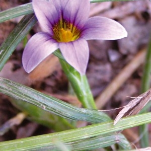 Romulea anceps Bég. (Romulée ramifiée)