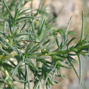 Photographie n°40040 du taxon Salsola kali L. [1753]