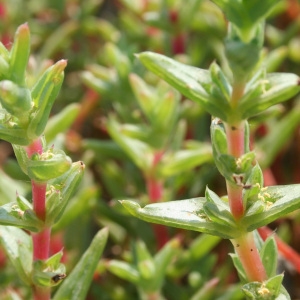 Photographie n°40042 du taxon Salsola soda L. [1753]