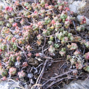 Photographie n°40049 du taxon Sedum brevifolium DC. [1808]