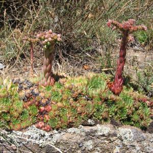 Photographie n°40053 du taxon Sempervivum tectorum L. [1753]