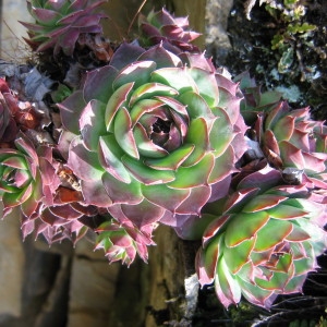 Photographie n°40055 du taxon Sempervivum tectorum L.