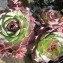  Christophe BERNIER - Sempervivum tectorum L.