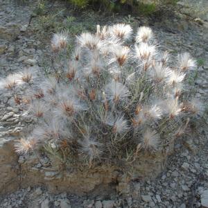 Photographie n°40067 du taxon Staehelina dubia L. [1753]