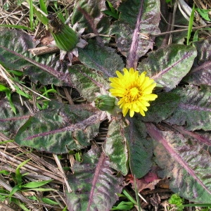 Photographie n°40074 du taxon Taraxacum obovatum (Waldst. & Kit. ex Willd.) DC. [1809]