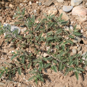 Photographie n°40078 du taxon Tribulus terrestris L.