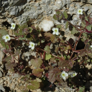 Photographie n°40082 du taxon Veronica cymbalaria Bodard [1798]