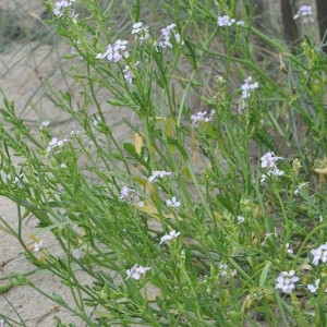 Photographie n°40095 du taxon Cakile maritima Scop. [1772]