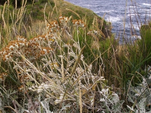 Valérie BRUNEAU-QUEREY, le 13 juillet 2009 (Sauzon (Belle-île-en mer ( Pointe des Poulains )))