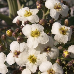 Crambe pontica Steven (Chou marin)