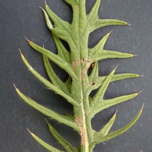 Photographie n°40106 du taxon Cirsium x celakovskianum Knaf [1872]