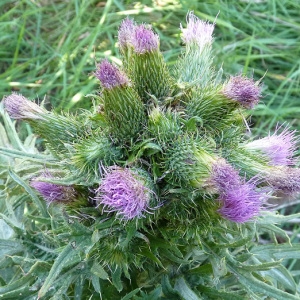 Cirsium ×celakovskyanum Knaf (Cirse)