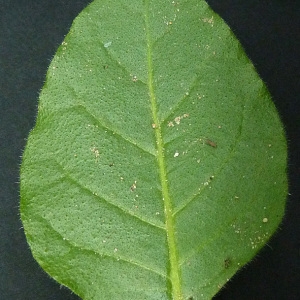 Photographie n°40115 du taxon Nicotiana rustica L. [1753]
