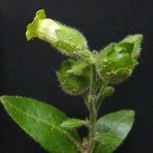 Photographie n°40116 du taxon Nicotiana rustica L. [1753]