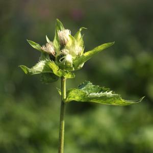 Photographie n°40119 du taxon Cirsium oleraceum (L.) Scop. [1769]