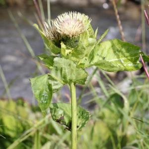 Photographie n°40122 du taxon Cirsium oleraceum (L.) Scop. [1769]