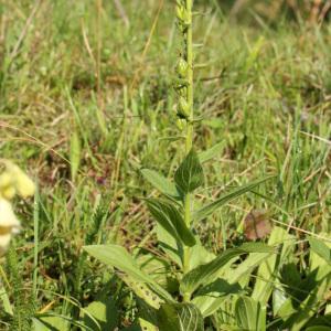 Photographie n°40127 du taxon Digitalis grandiflora Mill. [1768]