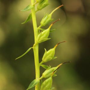 Photographie n°40130 du taxon Digitalis lutea L. [1753]