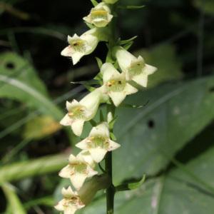 Photographie n°40133 du taxon Digitalis lutea L. [1753]