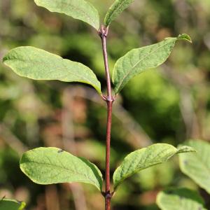 Photographie n°40138 du taxon Lonicera nigra L. [1753]