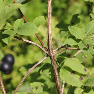 Photographie n°40140 du taxon Lonicera nigra L. [1753]