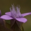  John De Vos - Gentianella campestris (L.) Börner [1912]