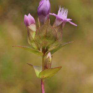 Photographie n°40146 du taxon Gentianella campestris (L.) Börner [1912]