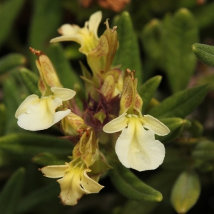 Photographie n°40150 du taxon Teucrium montanum L. [1753]