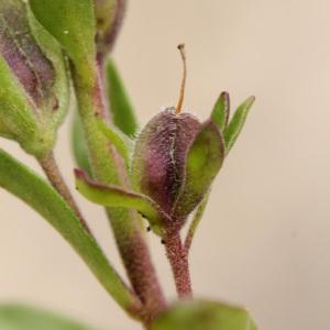 Photographie n°40154 du taxon Veronica fruticulosa L. [1762]