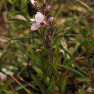 Photographie n°40157 du taxon Veronica fruticulosa L. [1762]