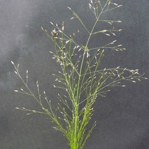 Photographie n°40166 du taxon Panicum capillare L. [1753]