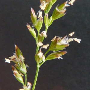 Poa compressa var. erecta Pauquy (Pâturin à tiges aplaties)