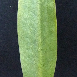 Photographie n°40174 du taxon Alisma lanceolatum With. [1796]