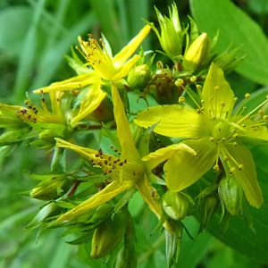 Photographie n°40183 du taxon Hypericum tetrapterum Fr. [1823]