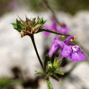 Photographie n°42254 du taxon Galeopsis angustifolia Ehrh. ex Hoffm. [1804]