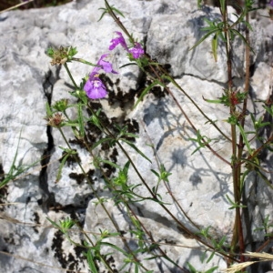 Photographie n°42256 du taxon Galeopsis angustifolia Ehrh. ex Hoffm. [1804]