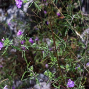 Photographie n°42257 du taxon Galeopsis angustifolia Ehrh. ex Hoffm. [1804]