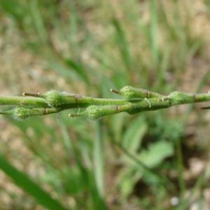 Photographie n°42699 du taxon Rapistrum rugosum (L.) All. [1785]