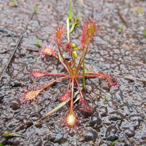 Photographie n°42702 du taxon Drosera intermedia Hayne [1798]