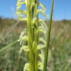 Spartina ×townsendii H.Groves & J.Groves (Spartine de Townsend)