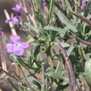 Photographie n°42707 du taxon Matthiola incana (L.) R.Br. [1812]