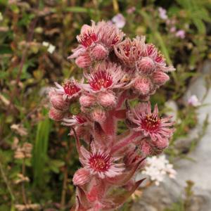 Photographie n°42710 du taxon Sempervivum tectorum L. [1753]