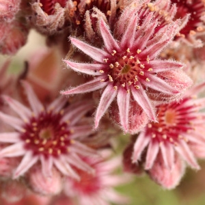 Photographie n°42712 du taxon Sempervivum tectorum L. [1753]