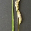  Bertrand BUI - Dactylis glomerata subsp. lobata (Drejer) H.Lindb. [1906]