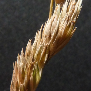  - Dactylis glomerata subsp. lobata (Drejer) H.Lindb. [1906]