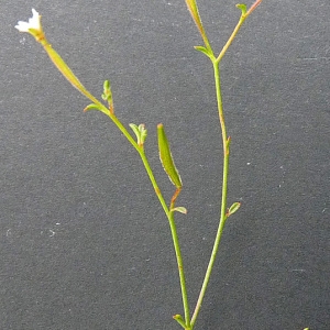 Photographie n°42717 du taxon Epilobium brachycarpum C.Presl [1831]