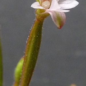 Photographie n°42720 du taxon Epilobium brachycarpum C.Presl [1831]