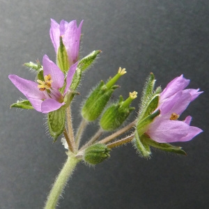 Photographie n°42723 du taxon Erodium moschatum (L.) L'Hér. [1789]