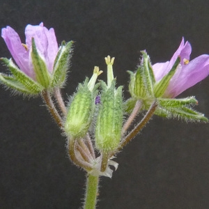 Photographie n°42724 du taxon Erodium moschatum (L.) L'Hér. [1789]