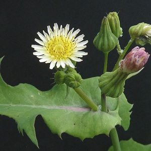 Photographie n°42729 du taxon Sonchus oleraceus L. [1753]